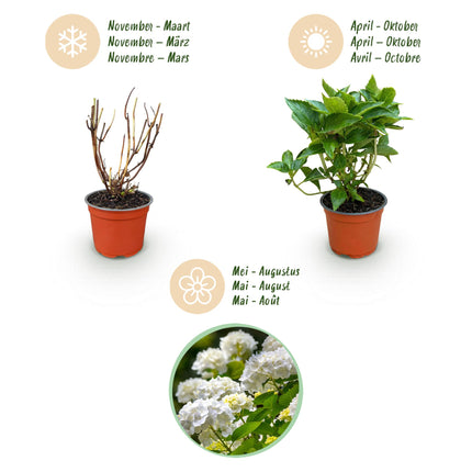 Hydrangea macrophylla Wit - Hortensia - Wit - 3 Planten - ↕20-30cm - Ø12cm - 3x