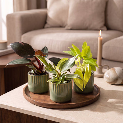Baby Philodendron Tricolour 3x - Wit - Roze - Geel - Groen - Tropisch - incl. Linnea Olive - Ø6cm - ↕10-15cm