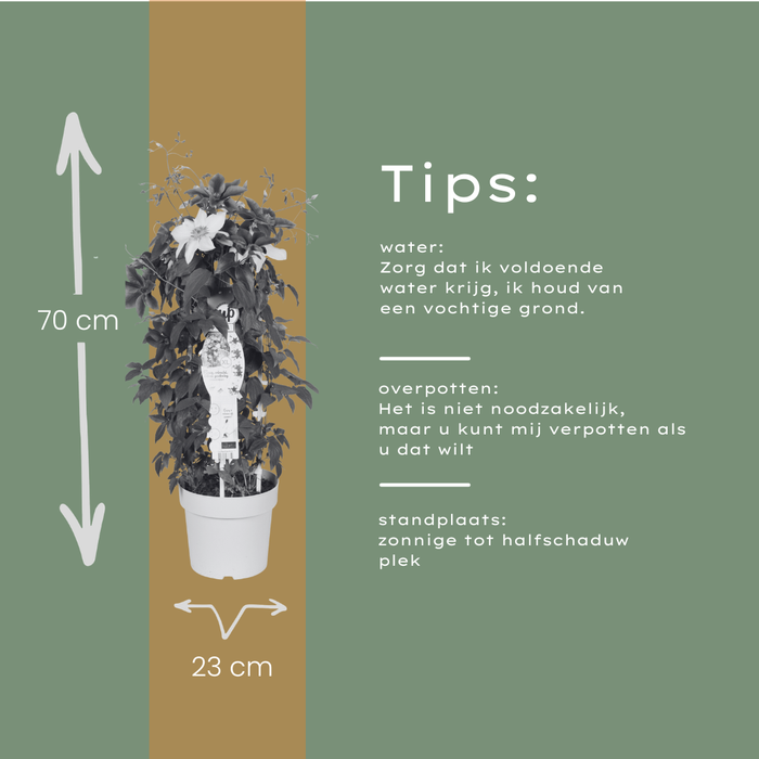 Clematis Double Up Barnadine + Masa - ↕70cm - Ø23cm