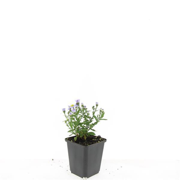 Aster (D) 'Prof. Anton Kippenberg'  - ↕10-25cm - Ø9cm - 24x