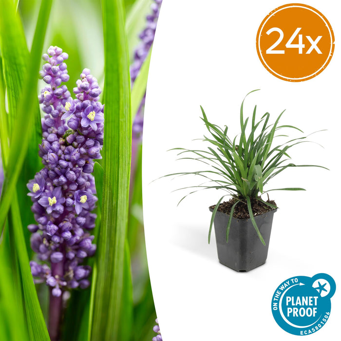 Liriope muscari 'Big Blue' - ↕10-25cm - Ø9cm - 24x