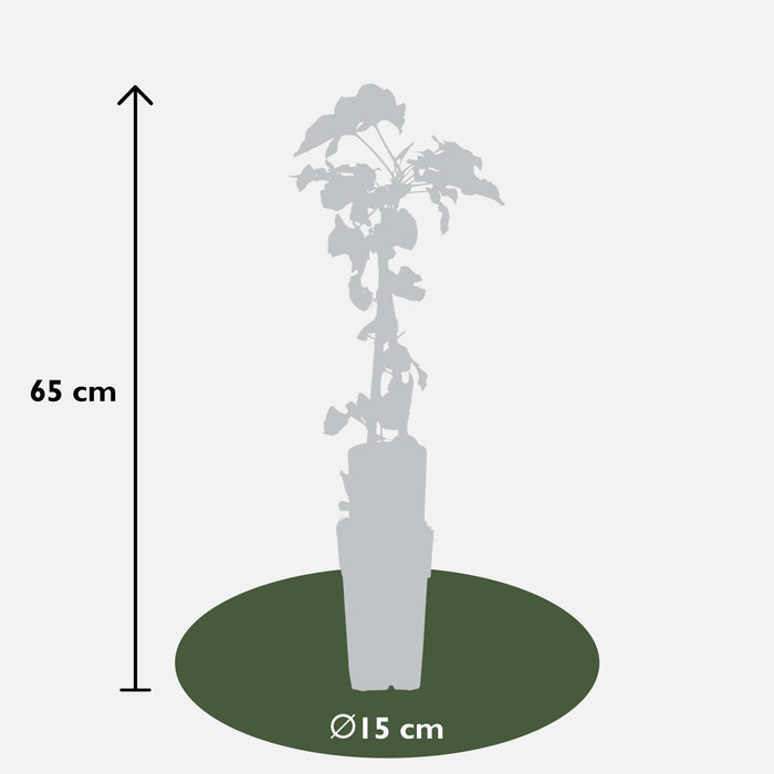 Fallopia Baldschuanica - ↕65cm - Ø15cm - 4x