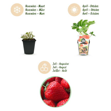 Plant de fraisier - Fragaria Elsanta - Fraise Rouge - Ø9cm - 6x