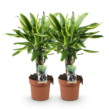 Dracaena fragrans Golden Coast - Arbre Sang-Dragon - Pot 17 cm - Hauteur 50-55 cm - Lot de 2