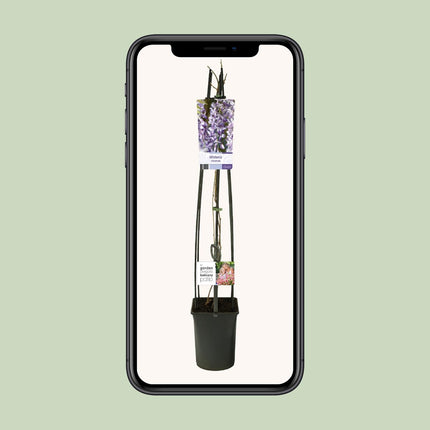 Wisteria Sinensis + Light Label - ↕115cm - Ø23cm