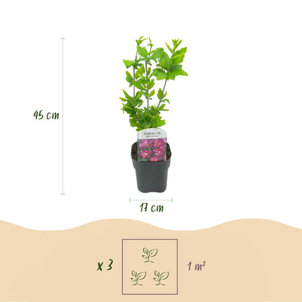 Hibiscus syriacus Woodbridge - Bloem Roze - 1 Plant - Bladverliezend - Weinig Onderhoud - Pot 17cm Hoogte 45cm