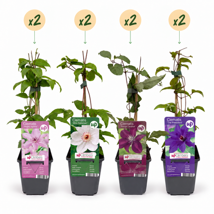 Clematis Rainbow - Bosrank 8x - Paars - Rood - Roze - Wit - Klimplant - Ø9cm - ↕35cm