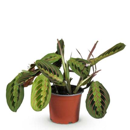 Maranta Fascinator Tricolour - Gebedsplant - ↕25cm - Ø12cm