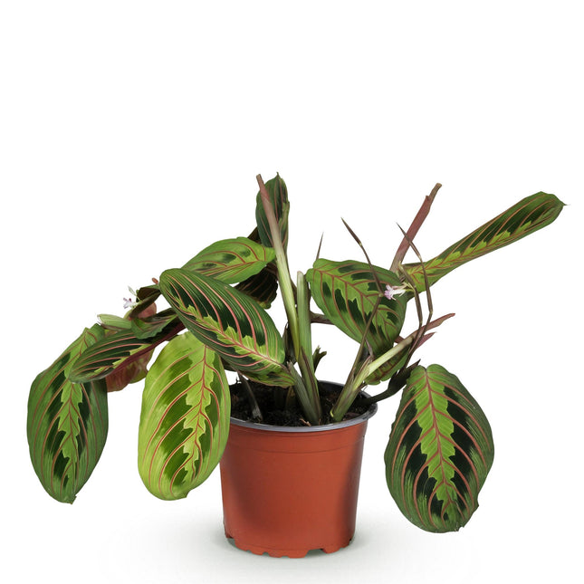 Maranta Fascinator Tricolour - Gebedsplant - ↕25cm - Ø12cm