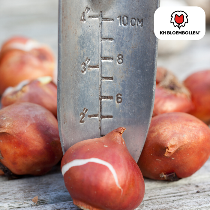 Tulpenbollen Dafeng – 20 Stuks | KH Bloembollen® | Oranje Tulp – Grootbloemig & Elegant – Voor Tuin of Pot – Maat 11/12 – Vers van de Teler!