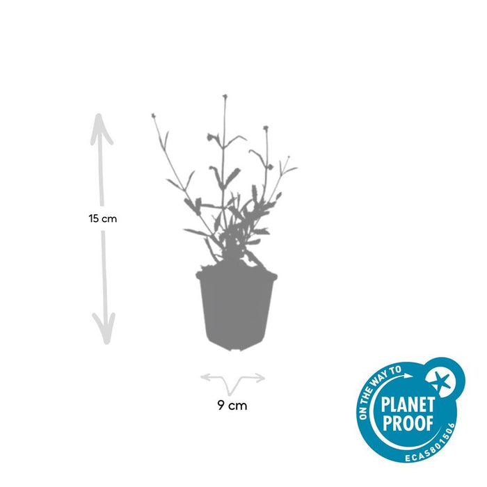 Verbena bonariensis 'Lollipop' - IJzerhard - ↕10-25cm - Ø9cm - 12x
