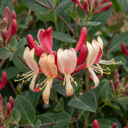 Lonicera per. 'Serotina' - Kamperfoelie 6x - Paars - Geel - Klimplant - Ø9cm - ↕35cm