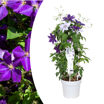 Clematis Double Up Barnadine + Masa - ↕70cm - Ø23cm