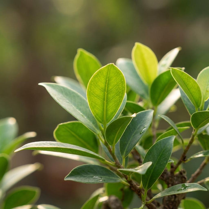 Bonsai S vorm Boom - ↕30-35 cm - Ø15cm (mix keramiek)