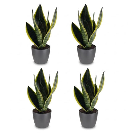 Sansevieria Future Superb - Vrouwentong - met grijze pot - ↕35cm - Ø12cm - 4x