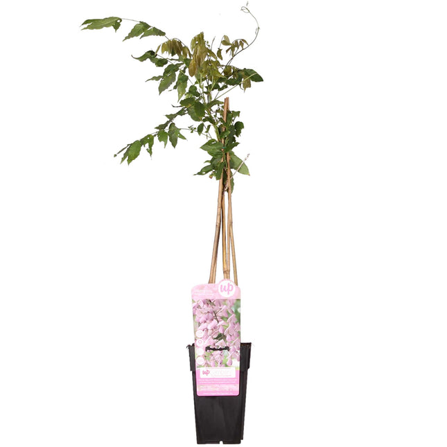 Wisteria floribunda 'Rosea' - Roze regen - ↕65cm - Ø15cm