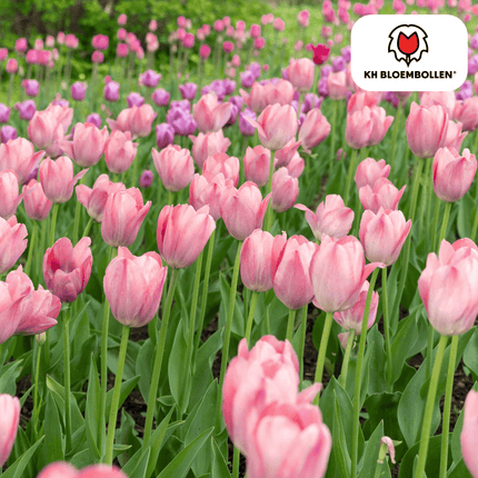 Apricot Delight Tulip Bulbs – 20 Pieces | KH Bloembollen® | Pink Apricot Tulip – Soft & Fresh – Gift for Garden or Pot – Size 11/12 – Fresh from the Grower!
