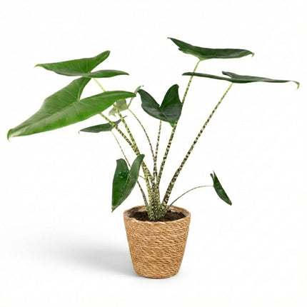 Alocasia Zebrina - Elephant Ear - with Basket - ↕70-75cm - Ø21cm