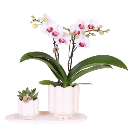 Kolibri Orchids | Giftset Retro White | Witte Gibraltar orchidee Ø9cm + groene plant Ø6cm – incl. sierpotten & wit dienblad