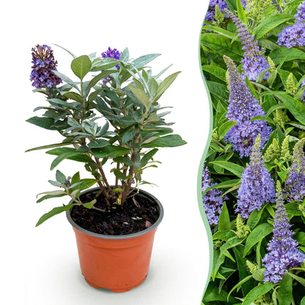Buddleja davidii Butterfly Candy Little Lila - Arbusto delle farfalle - Compatto - Lillà - ↕20-25cm - Ø12cm