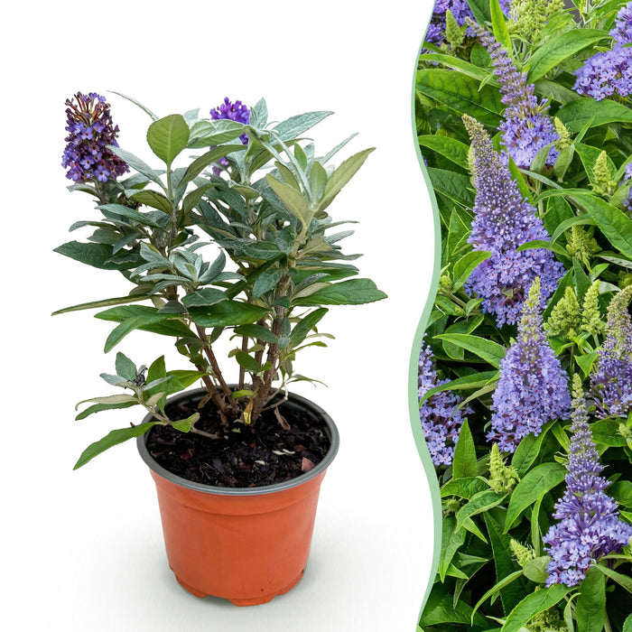 Buddleja davidii Butterfly Candy Little Lila - Vlinderstruik - Compact - Lila - ↕20-25cm - Ø12cm