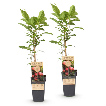 Actinidia deliciosa Ken's Red - Kiwi plant - Female - Red Fruit - 2 Plants - Pot 15cm - Height 50cm