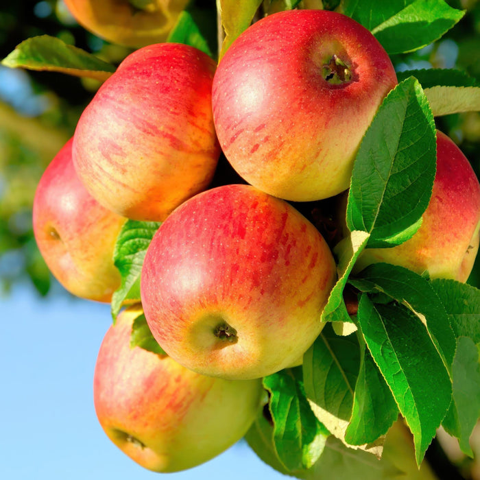 Fruitplant - Appelboom - Malus domestica Jonagold - Geel groene Appel - Pot 21cm Hoogte 90cm