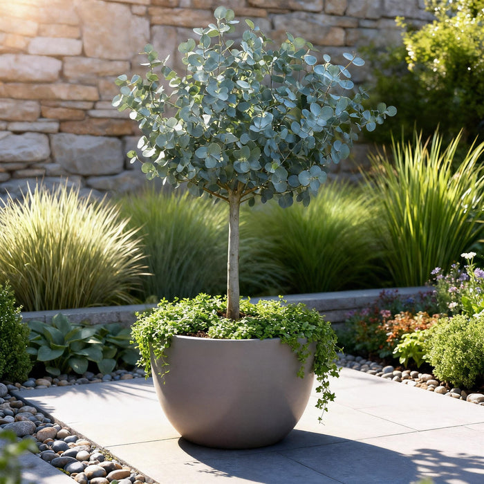 Eucalyptus gunni Azure - Feuilles grises - Pot de 19 cm - Hauteur 90 cm