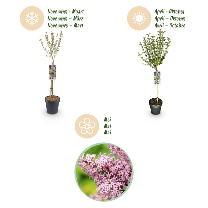 Syringa meyeri Palibin – Terrassenpflanze – Laubabwerfend – Winterhart – Lila Blüte – Topf: 19 cm, Höhe: 90 cm