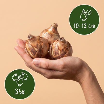 35x Bulb Sunny Garden - Bloembollen - Zonnige tuinbol - Diversen - Zomerbloeier - Bolmaat 10/12