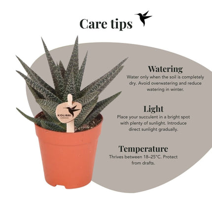 Haworthia Royal Highness - vetplant - Kolibri Greens - Ø9cm