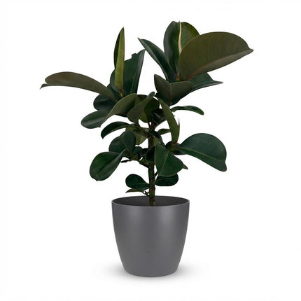 Ficus Elastica Cloe - Roślina gumowa - w szarej doniczce - ↕65cm - Ø19cm