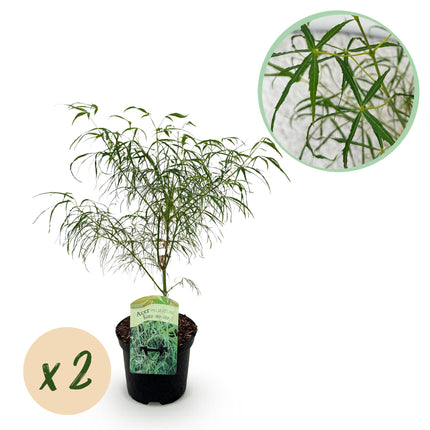 Acero giapponese - Acer palmatum Koto-no-ito - Verde - ↕70cm - Ø19cm - 2x