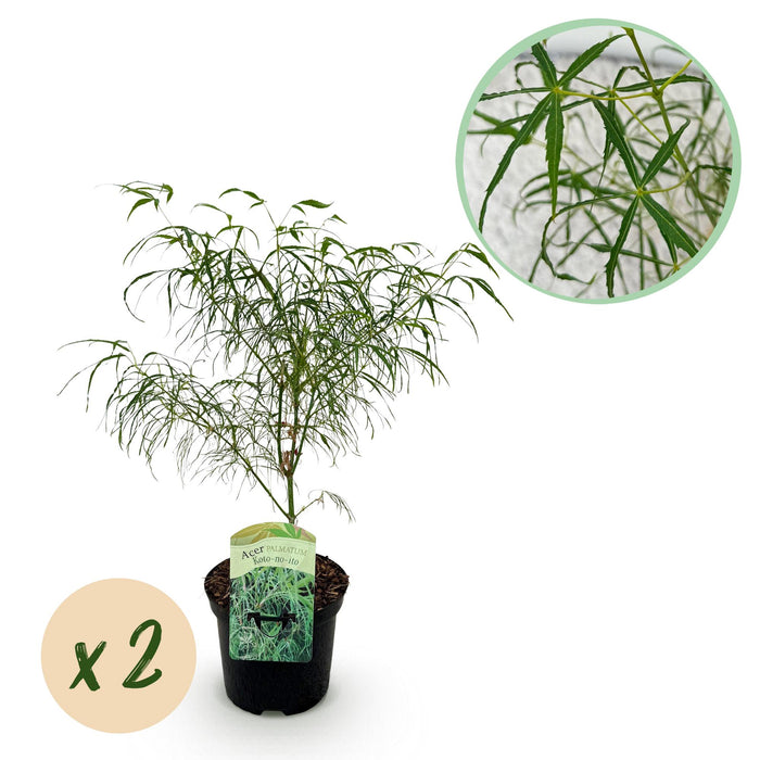 Terrasplant - Japanse Esdoorn - Acer palmatum Koto-no-ito - Groen - 2 Planten - Bladverliezend - ↕70cm - Ø19cm