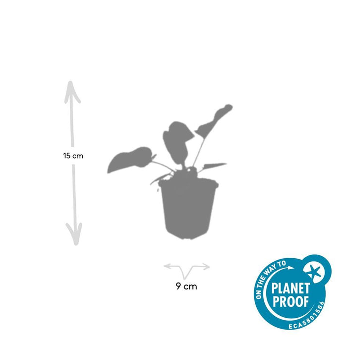 Phlomis Russeliana - Brandkruid - ↕10-25cm - Ø9cm - 6x
