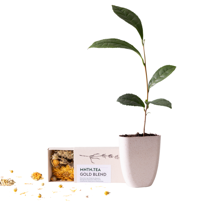 Tea break - Gold Blend thee én theeboom stekje