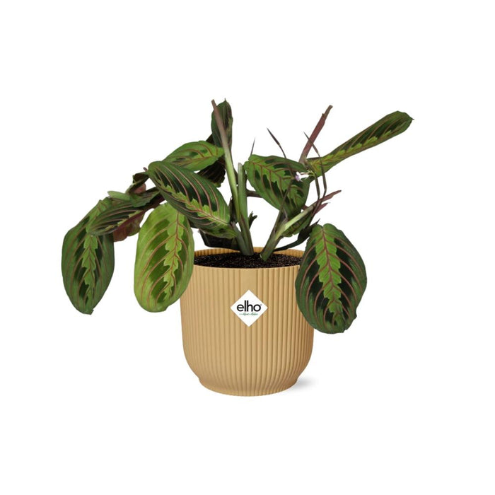 Maranta Leuconeura ‘Fascinator’ Tricolor in elho Vibes Fold Ø14cm geel