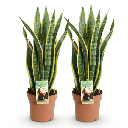 Sansevieria Laurentii - Snake Plant - ↕60-70cm - Ø17cm - 2x