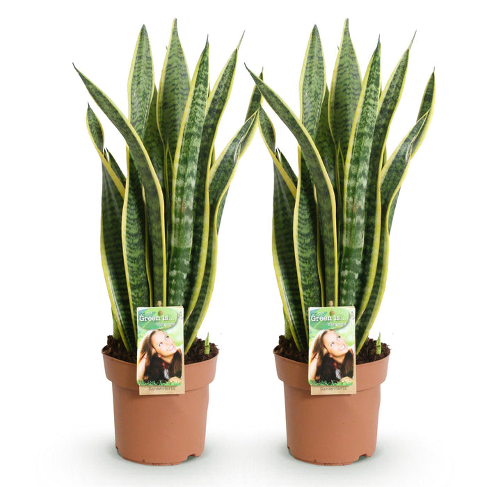 Sansevieria Laurentii - Vrouwentong - ↕60-70cm - Ø17cm - 2x