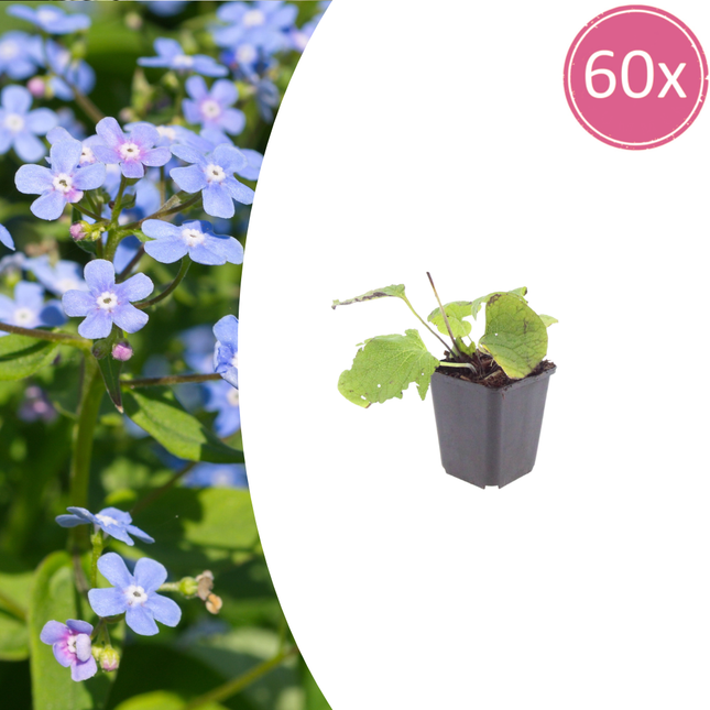 Brunnera macrophylla - Nomeolvides del Cáucaso - ↕10-25cm - Ø9cm - 60x