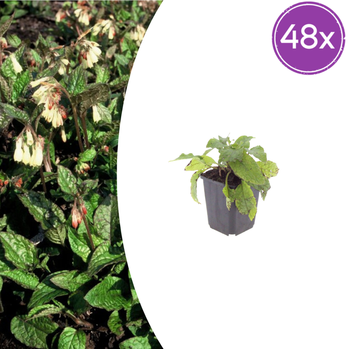 Symphytum grandiflorum - Smeerwortel - ↕10-25cm - Ø9cm - 48x