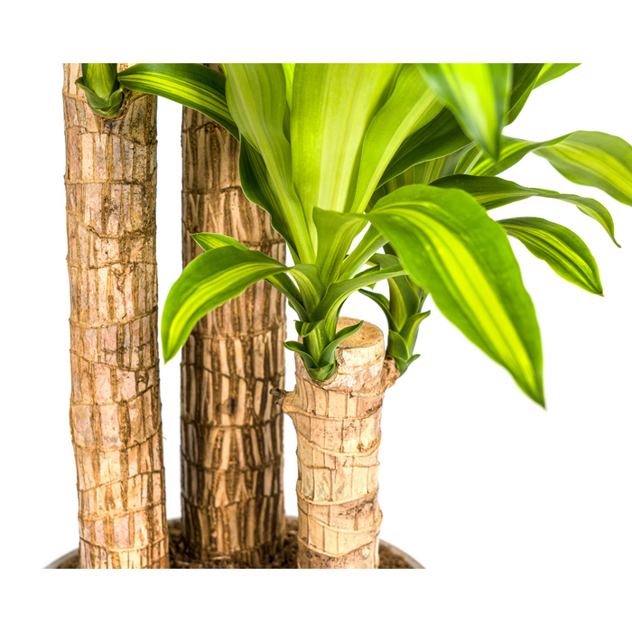 Dracaena Fragrans Massangeana met mand Ø24cm - ↕130 - 150cm