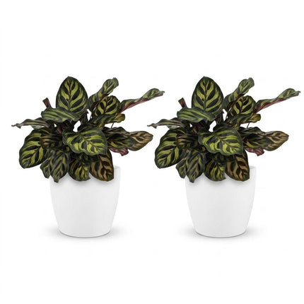 Calathea Makoyana - Pauwenplant - met witte pot - ↕25cm - Ø12cm - 2x
