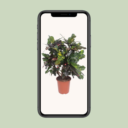 Codiaeum Magnificent - Croton Magnificent - ↕110cm - Ø27cm