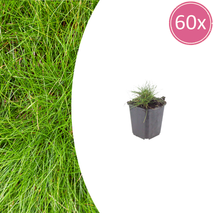 Festuca gautieri - Piel de oso - ↕10-25cm - Ø9cm - 60x