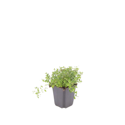 Thymus serpyllum - Kruiptijm - ↕10-25cm - Ø9cm - 12x