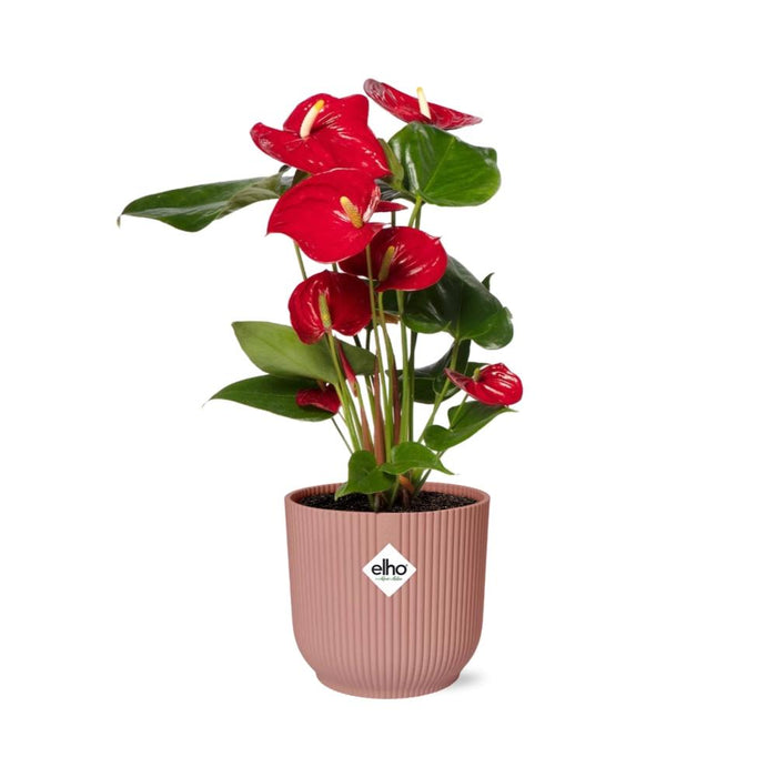 Anthurium Red Ø12cm - in roze elho Vibes Fold Ø14cm