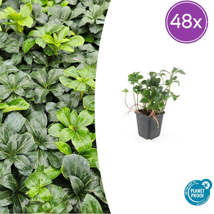 Pachysandra term. 'Green Sheen' - ↕10-25cm - Ø9cm - 48x
