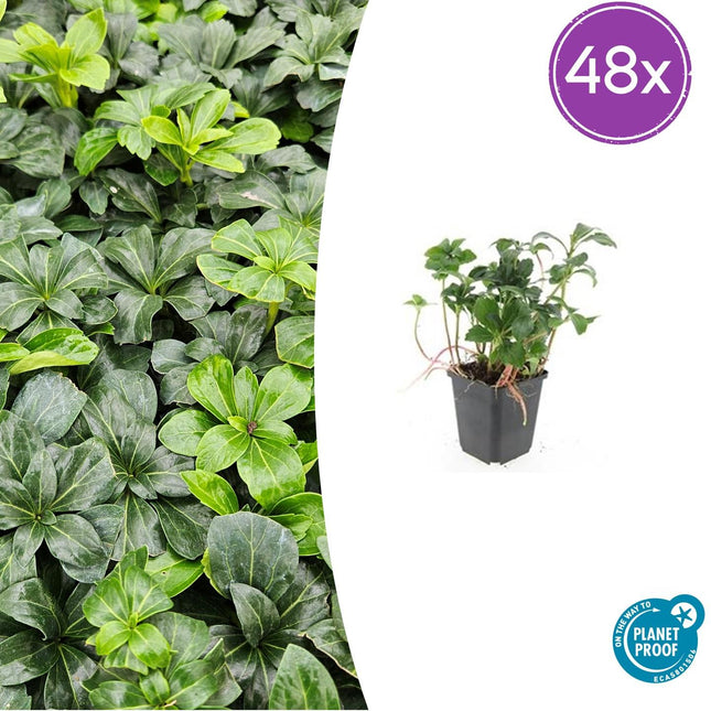 Termine Pachysandra. 'Green Sheen' - ↕10-25cm - Ø9cm - 48x