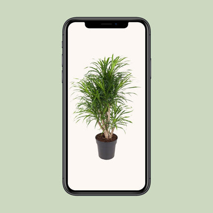 Dracaena Anita - Pianta del drago - ↕100cm - Ø24cm